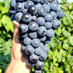 Stredne skoré odrody