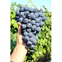 Mid Season Blue Table Grapes