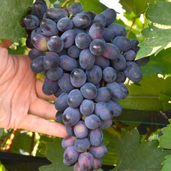 KOSŤA rezistentný stolový vinič