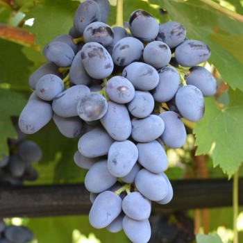 KUBÁŇ rezistentný stolový vinič