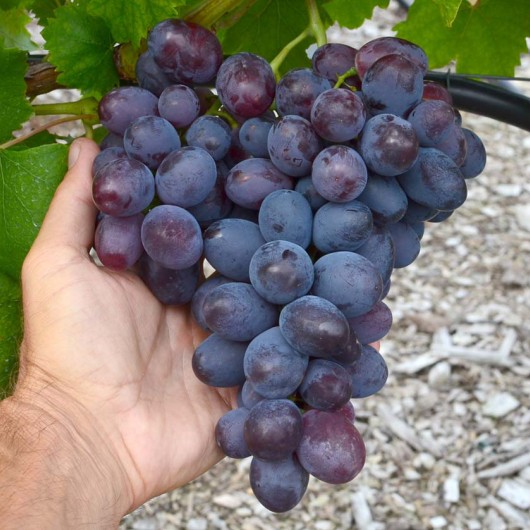LORANO Table Grape Vine