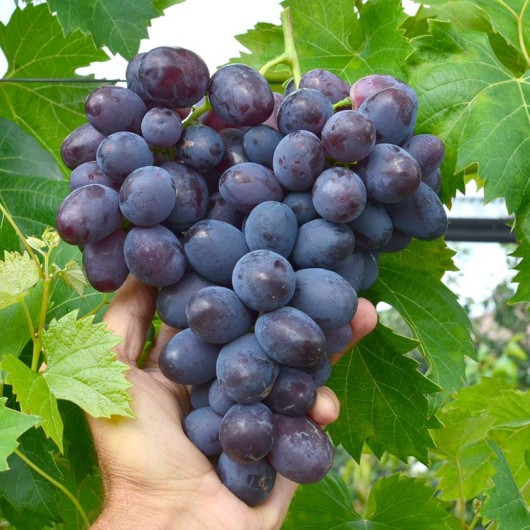 LORANO Table Grape Vine