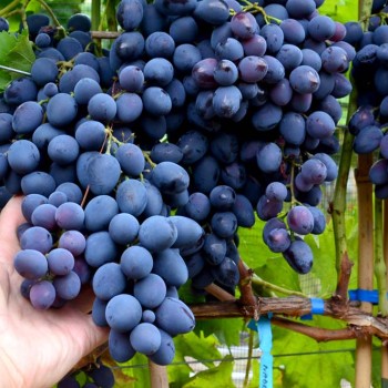 MELITOPOĽSKIJ ČERNYJ rezistentný stolový vinič