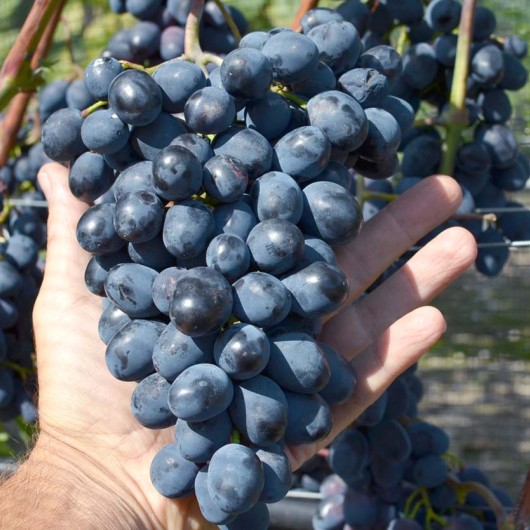 MOLDOVA Table Grape Vine