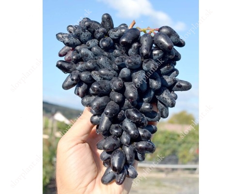 MOSKOVSKY CHERNY container grown grape vine