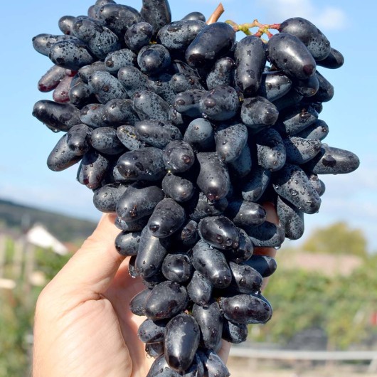 MOSKOVSKIJ ČERNYJ rezistentný stolový vinič