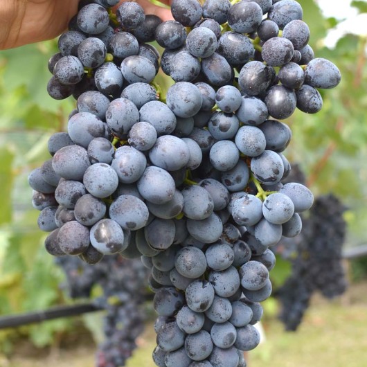 MUROMETS Table Grape Vine