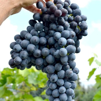 Muškát Hamburský stolový vinič