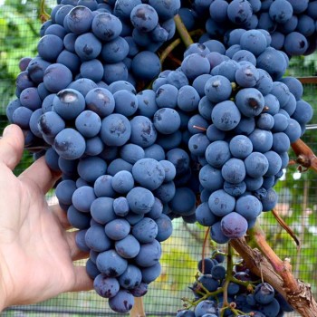 NADEŽDA AZOS rezistentný stolový vinič