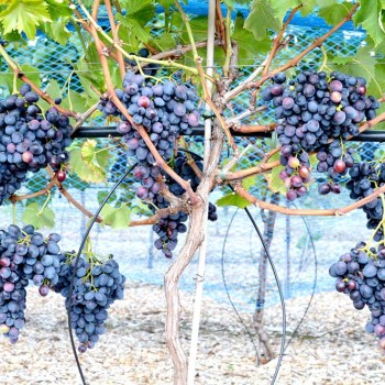 NADEŽDA AZOS rezistentný stolový vinič