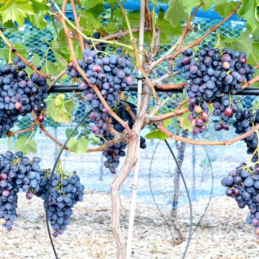 NADEŽDA AZOS rezistentný stolový vinič