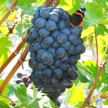 NERO rezistentný stolový vinič