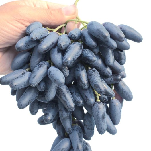 Odesský Suvenír rezistentný stolový vinič