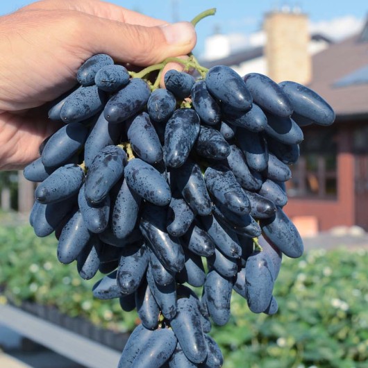 Odesský Suvenír rezistentný stolový vinič