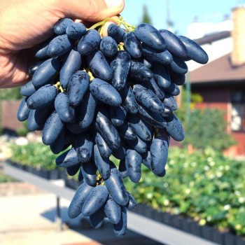 Odesský Suvenír rezistentný stolový vinič