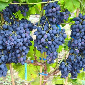 ORCHIDEA rezistentný stolový vinič