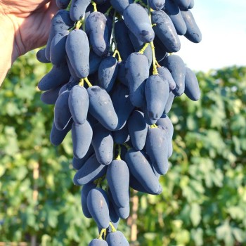 ORIGINAL ČERNYJ rezistentný stolový vinič