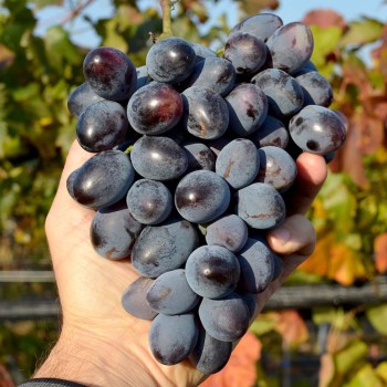 OSENNIJ ČERNYJ rezistentný stolový vinič