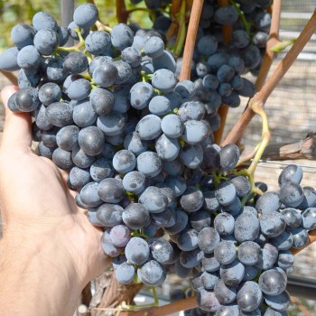 Palieri stolový vinič