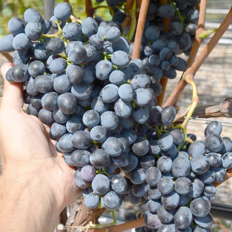 Palieri Table Grape Vine