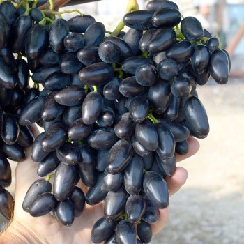 PAMJATI DŽENEJEVA rezistentný stolový vinič