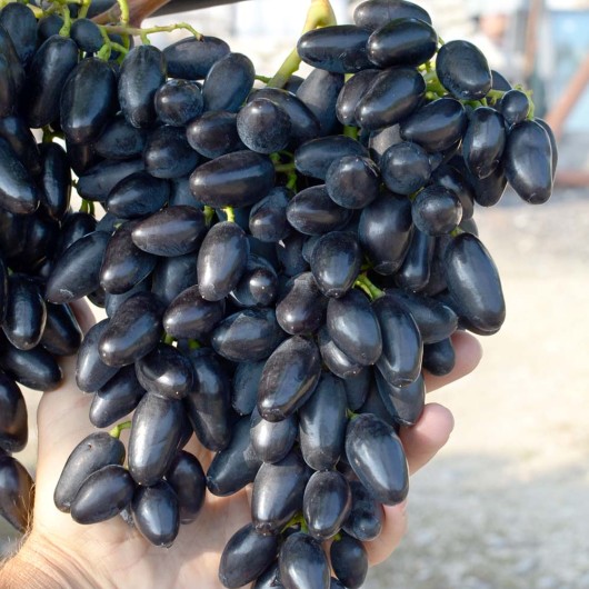 PAMJATI DSCHENEJEWA Tafeltraube