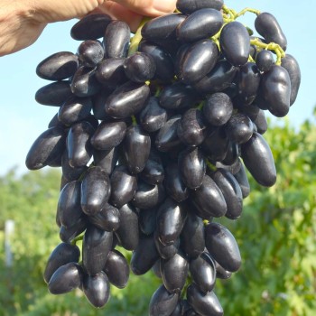 PAMJATI DŽENEJEVA rezistentný stolový vinič