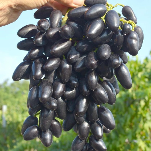 PAMJATI DSCHENEJEWA Tafeltraube