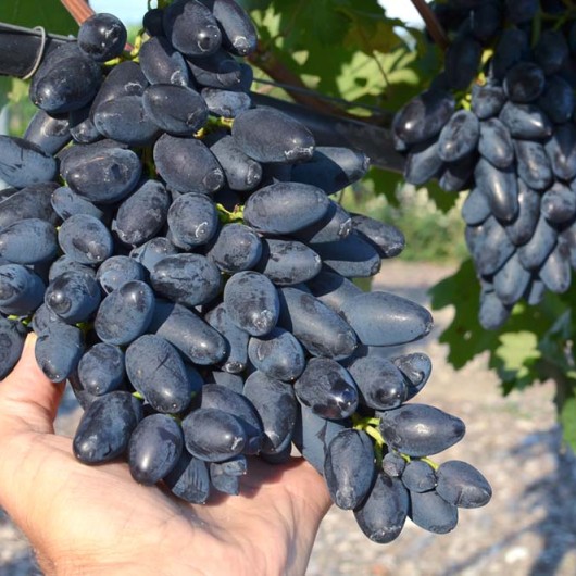 PAMJATI DSCHENEJEWA Tafeltraube