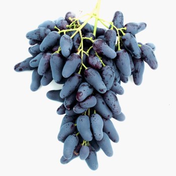 PAMJATI NEGRULJA stolový vinič