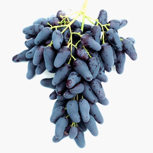 PAMJATI NEGRULJA stolový vinič