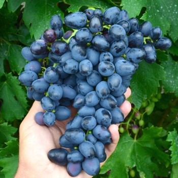 PREZENT rezistentný stolový vinič