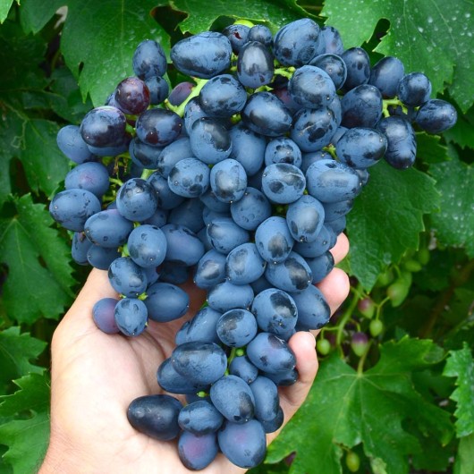 PREZENT rezistentný stolový vinič