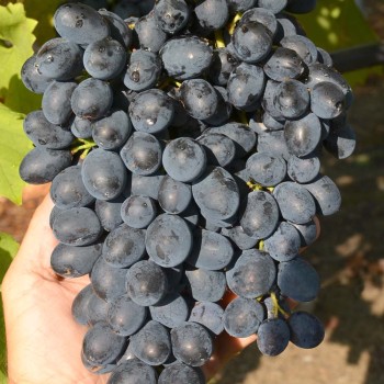 Rajskij rezistentný stolový vinič