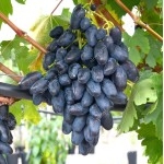 REMBO bare-root grafted grapevine 