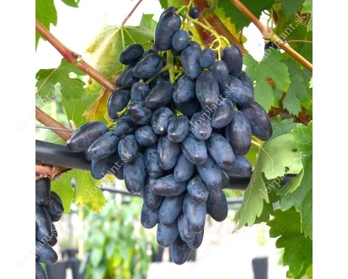 REMBO bare-root grafted grapevine 