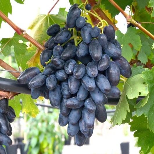 REMBO rezistentný stolový vinič