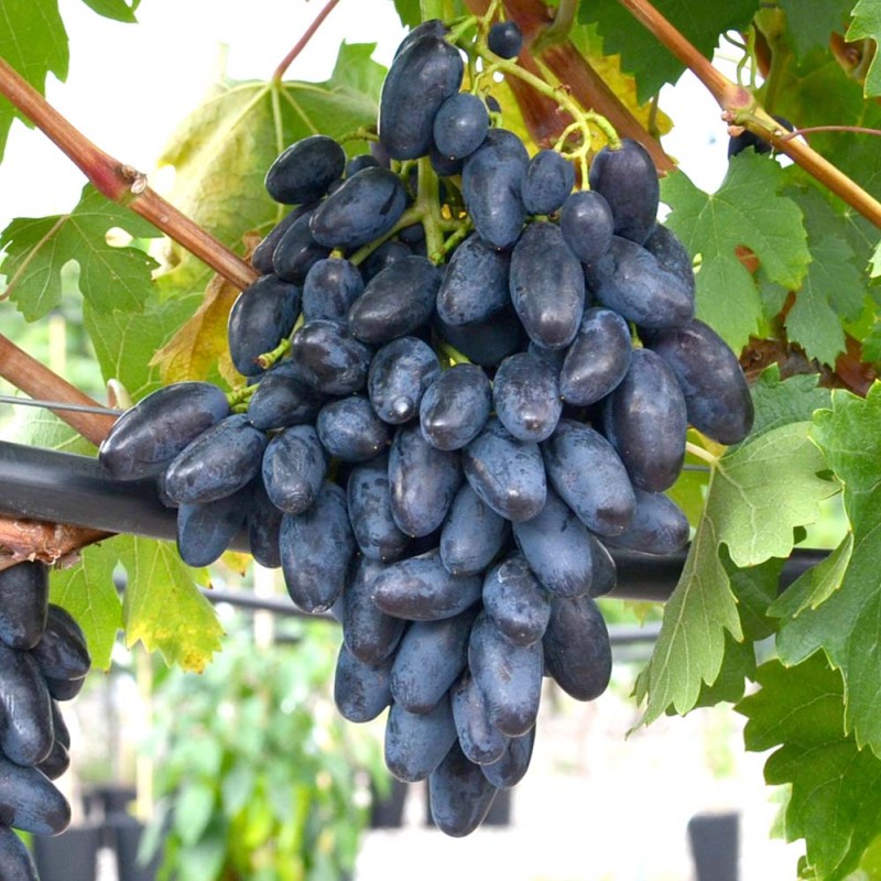 REMBO container grown grape vine