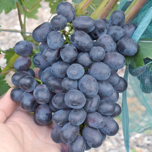 RIŠELIE rezistentný stolový vinič