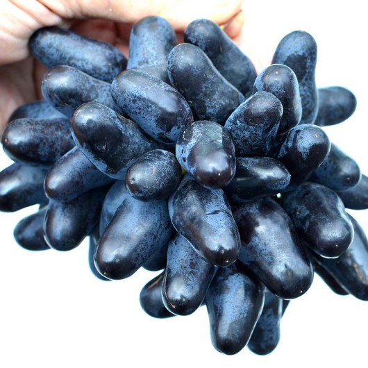 ROMBIK Table Grape Vine