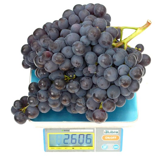 ROSHFOR Table Grape Vine
