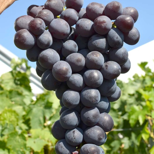 ROSHFOR Table Grape Vine