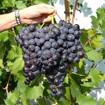 ROŠFOR rezistentný stolový vinič