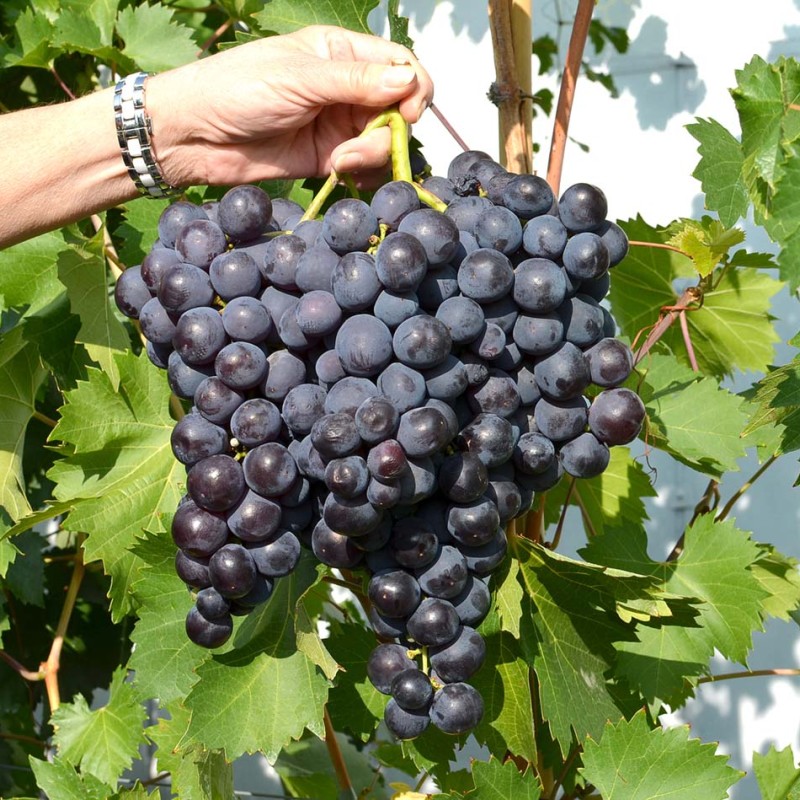 ROŠFOR kontajnerovaný vinič