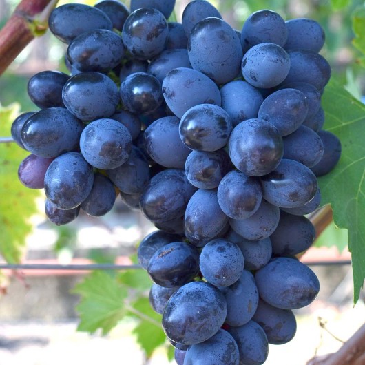 RUSLAN rezistentný stolový vinič