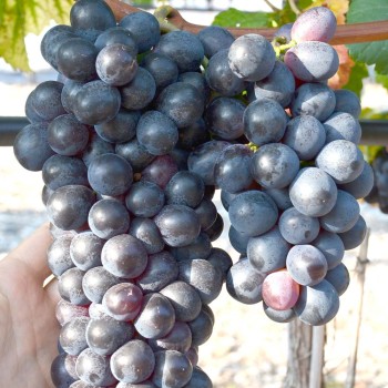 ŠACHŤJOR rezistentný stolový vinič