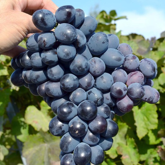 ŠARADA UA rezistentný stolový vinič