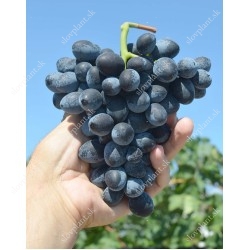 Frühe Blaue PIWI Tafeltrauben