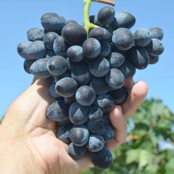 ŠARLOTA rezistentný stolový vinič