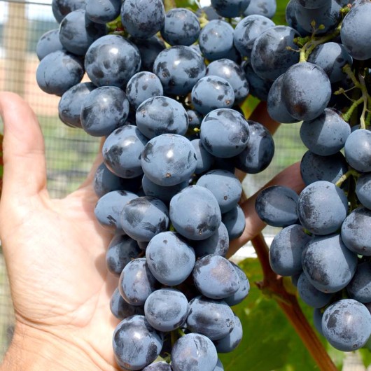 SFINKS rezistentný stolový vinič